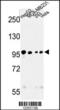 Microtubule Associated Serine/Threonine Kinase Like antibody, 62-686, ProSci, Western Blot image 