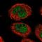 Nuclear Envelope Integral Membrane Protein 1 antibody, HPA014394, Atlas Antibodies, Immunofluorescence image 