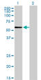 Zinc Finger Protein 165 antibody, LS-C198485, Lifespan Biosciences, Western Blot image 