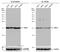 Ubiquitin Conjugating Enzyme E2 I antibody, GTX130355, GeneTex, Western Blot image 