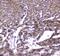 Estrogen Related Receptor Gamma antibody, A01470-1, Boster Biological Technology, Immunohistochemistry paraffin image 