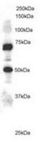 Engulfment And Cell Motility 1 antibody, TA302474, Origene, Western Blot image 