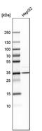 Aminomethyltransferase antibody, PA5-52166, Invitrogen Antibodies, Western Blot image 