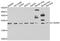 Cilia And Flagella Associated Protein 20 antibody, orb247803, Biorbyt, Western Blot image 