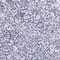 Carbonic Anhydrase 6 antibody, NBP1-87537, Novus Biologicals, Immunohistochemistry paraffin image 