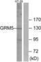 Glutamate Metabotropic Receptor 5 antibody, LS-C120727, Lifespan Biosciences, Western Blot image 