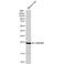 Glutathione S-Transferase Alpha 1 antibody, NBP1-33586, Novus Biologicals, Western Blot image 