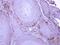 Ubiquitin Like Modifier Activating Enzyme 7 antibody, PA5-27997, Invitrogen Antibodies, Immunohistochemistry paraffin image 