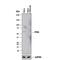 Phosphatase And Tensin Homolog antibody, MAB847, R&D Systems, Western Blot image 