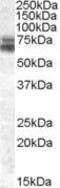 Aryl Hydrocarbon Receptor Nuclear Translocator Like antibody, PA5-19083, Invitrogen Antibodies, Western Blot image 