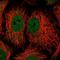 NAD Kinase antibody, HPA053368, Atlas Antibodies, Immunofluorescence image 