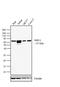 Protein Tyrosine Phosphatase Non-Receptor Type 6 antibody, LF-MA0212, Invitrogen Antibodies, Western Blot image 