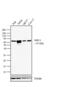 Protein Tyrosine Phosphatase Non-Receptor Type 6 antibody, LF-MA0212, Invitrogen Antibodies, Western Blot image 