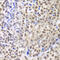 LIM homeobox protein 4 antibody, MBS9128468, MyBioSource, Immunohistochemistry frozen image 