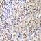 LIM Homeobox 4 antibody, MBS9128468, MyBioSource, Immunohistochemistry frozen image 