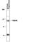Discs Large MAGUK Scaffold Protein 4 antibody, PPS059, R&D Systems, Western Blot image 