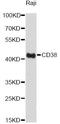 CD38 Molecule antibody, LS-C748652, Lifespan Biosciences, Western Blot image 