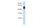 Protein spinster homolog 1 antibody, GTX45931, GeneTex, Western Blot image 