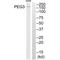 Paternally Expressed 3 antibody, A02541, Boster Biological Technology, Western Blot image 