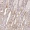 Desumoylating Isopeptidase 1 antibody, HPA053415, Atlas Antibodies, Immunohistochemistry frozen image 