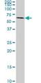 Synapsin I antibody, H00006853-M07, Novus Biologicals, Western Blot image 