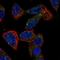 ACOX2 antibody, NBP2-57292, Novus Biologicals, Immunofluorescence image 