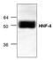Hepatocyte Nuclear Factor 4 Alpha antibody, GTX59756, GeneTex, Western Blot image 