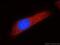 ADP Ribosylation Factor GTPase Activating Protein 3 antibody, 15293-1-AP, Proteintech Group, Immunofluorescence image 