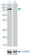 Dishevelled Segment Polarity Protein 3 antibody, LS-C197092, Lifespan Biosciences, Western Blot image 