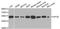 TWIK1 antibody, orb314675, Biorbyt, Western Blot image 