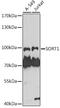 Sortilin 1 antibody, 23-283, ProSci, Western Blot image 