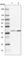 Isocitrate Dehydrogenase (NAD(+)) 3 Alpha antibody, HPA041465, Atlas Antibodies, Western Blot image 