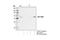 Cyclin Dependent Kinase Inhibitor 1C antibody, 2557P, Cell Signaling Technology, Immunoprecipitation image 