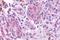 Olfactory receptor 2A4 antibody, NLS3900, Novus Biologicals, Immunohistochemistry paraffin image 