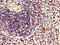 Zinc Finger And BTB Domain Containing 8 Opposite Strand antibody, LS-C399834, Lifespan Biosciences, Immunohistochemistry paraffin image 