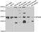 Spindlin Family Member 2A antibody, PA5-76218, Invitrogen Antibodies, Western Blot image 