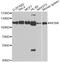 Minichromosome Maintenance Complex Component 6 antibody, MBS127322, MyBioSource, Western Blot image 