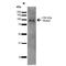 Trafficking Kinesin Protein 2 antibody, MA5-27606, Invitrogen Antibodies, Western Blot image 