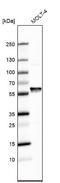 Phenylalanyl-TRNA Synthetase Subunit Alpha antibody, NBP1-88067, Novus Biologicals, Western Blot image 