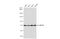 Heat Shock Protein Family A (Hsp70) Member 8 antibody, GTX101144, GeneTex, Western Blot image 