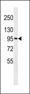 Golgin A6 Family Member A antibody, PA5-49005, Invitrogen Antibodies, Western Blot image 