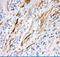 FAS antibody, LS-C357416, Lifespan Biosciences, Immunohistochemistry frozen image 
