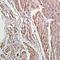 DHSB antibody, orb100165, Biorbyt, Immunohistochemistry paraffin image 