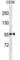 Ubiquitin Specific Peptidase 1 antibody, abx029133, Abbexa, Western Blot image 