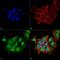 Ataxin 1 antibody, MA5-27666, Invitrogen Antibodies, Immunofluorescence image 