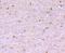 Reticulon 4 antibody, NBP2-75595, Novus Biologicals, Immunohistochemistry paraffin image 