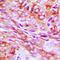 Transmembrane BAX Inhibitor Motif Containing 1 antibody, orb304628, Biorbyt, Immunohistochemistry paraffin image 