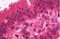 Hepatocyte Nuclear Factor 4 Alpha antibody, orb19044, Biorbyt, Immunohistochemistry paraffin image 