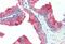 Ubiquitin-like protein ATG12 antibody, MBS242663, MyBioSource, Immunohistochemistry paraffin image 