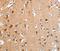 Ankyrin Repeat Domain 54 antibody, MBS2527208, MyBioSource, Immunohistochemistry paraffin image 